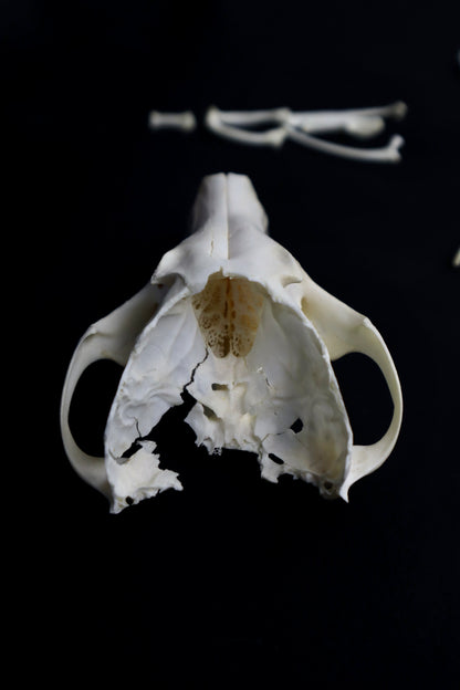Red Fox Craft Bone Lot