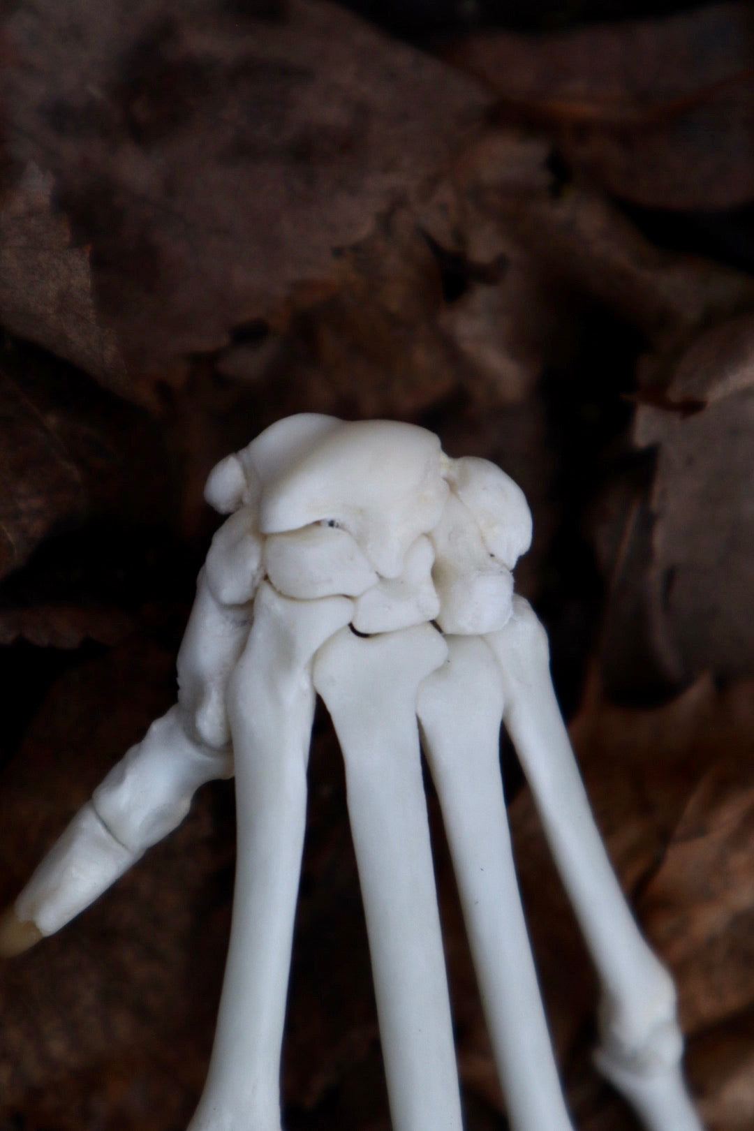 Bobcat Paw Articulation