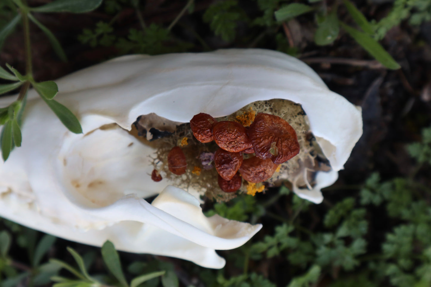 Reserved for Skye - Red Fox Mushroom Skullpture