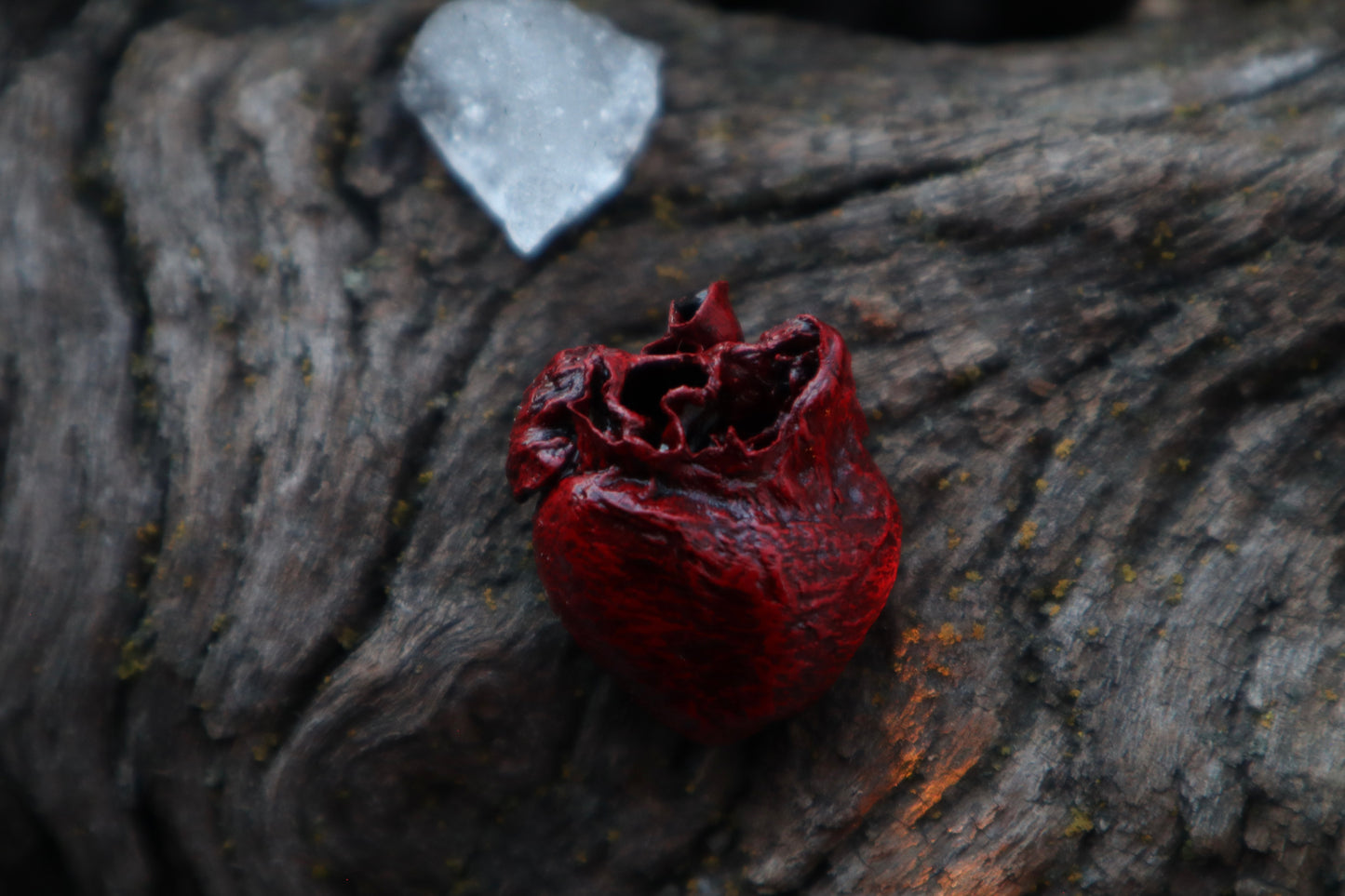 Dry Preserved Cottontail Rabbit Heart and Lungs