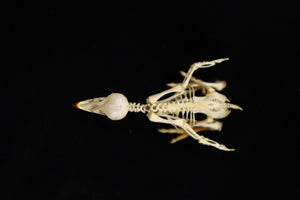 Sub-Adult Chicken Articulation in Glass Display Case