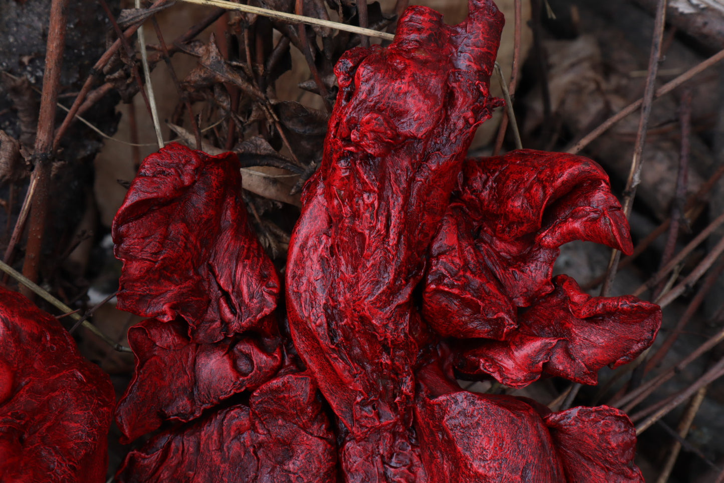 Dry Preserved Gray Wolf Lungs
