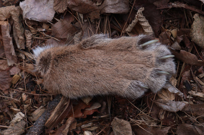Reserved for Mike - Dry Preserved Mountain Lion Paw
