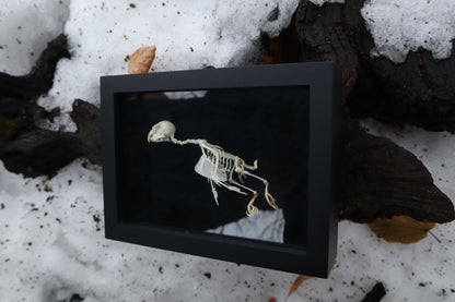 Articulated Parakeet Skeleton