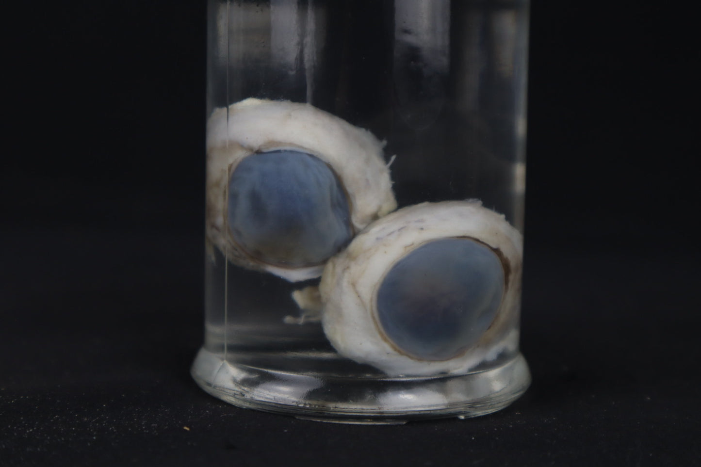Mountain Lion Eyeballs Wet Specimen