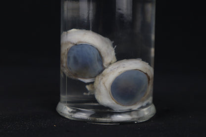 Mountain Lion Eyeballs Wet Specimen