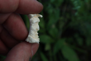 Gray Wolf Bone Monk Sculpture