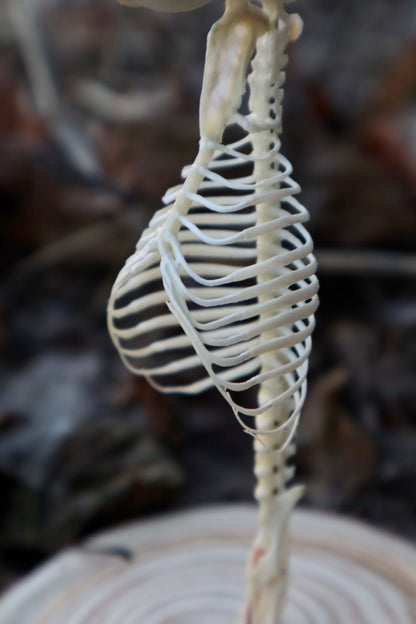 Mole Skull and Articulated Spinal Column