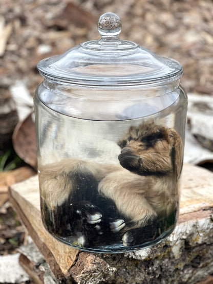 Wet Specimen Baby Goat