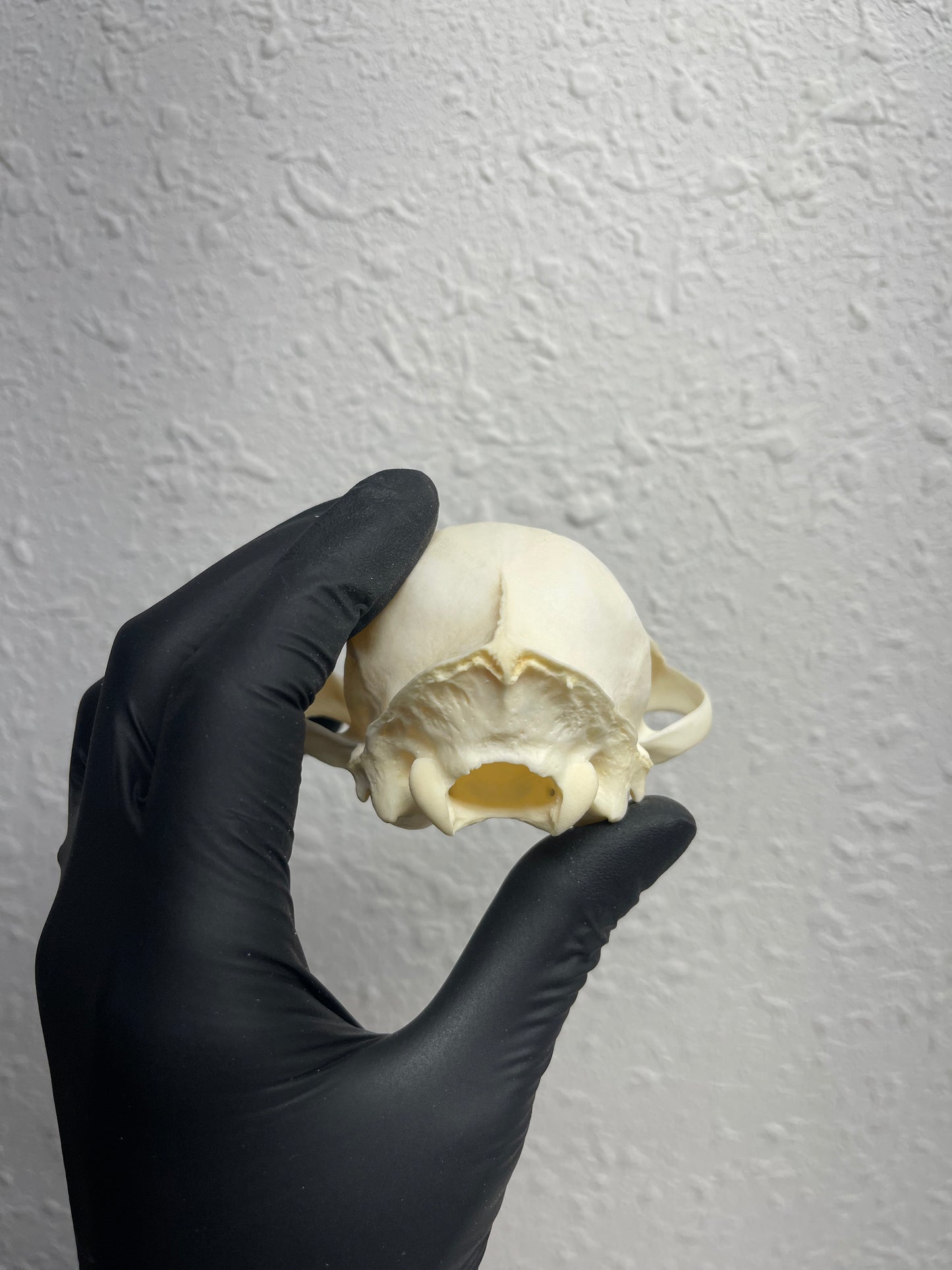 Reserved for Kaitlyn Michelle - Craft Pathological Bobcat Skull