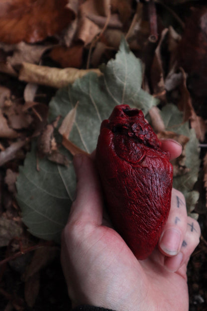 Dry Preserved Mountain Lion Heart