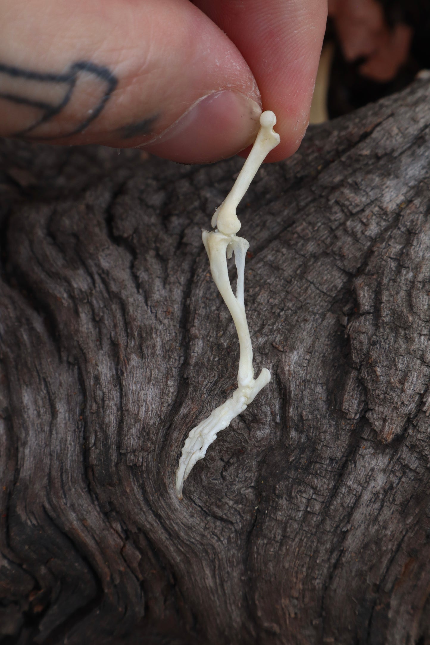 Mole Leg Articulation