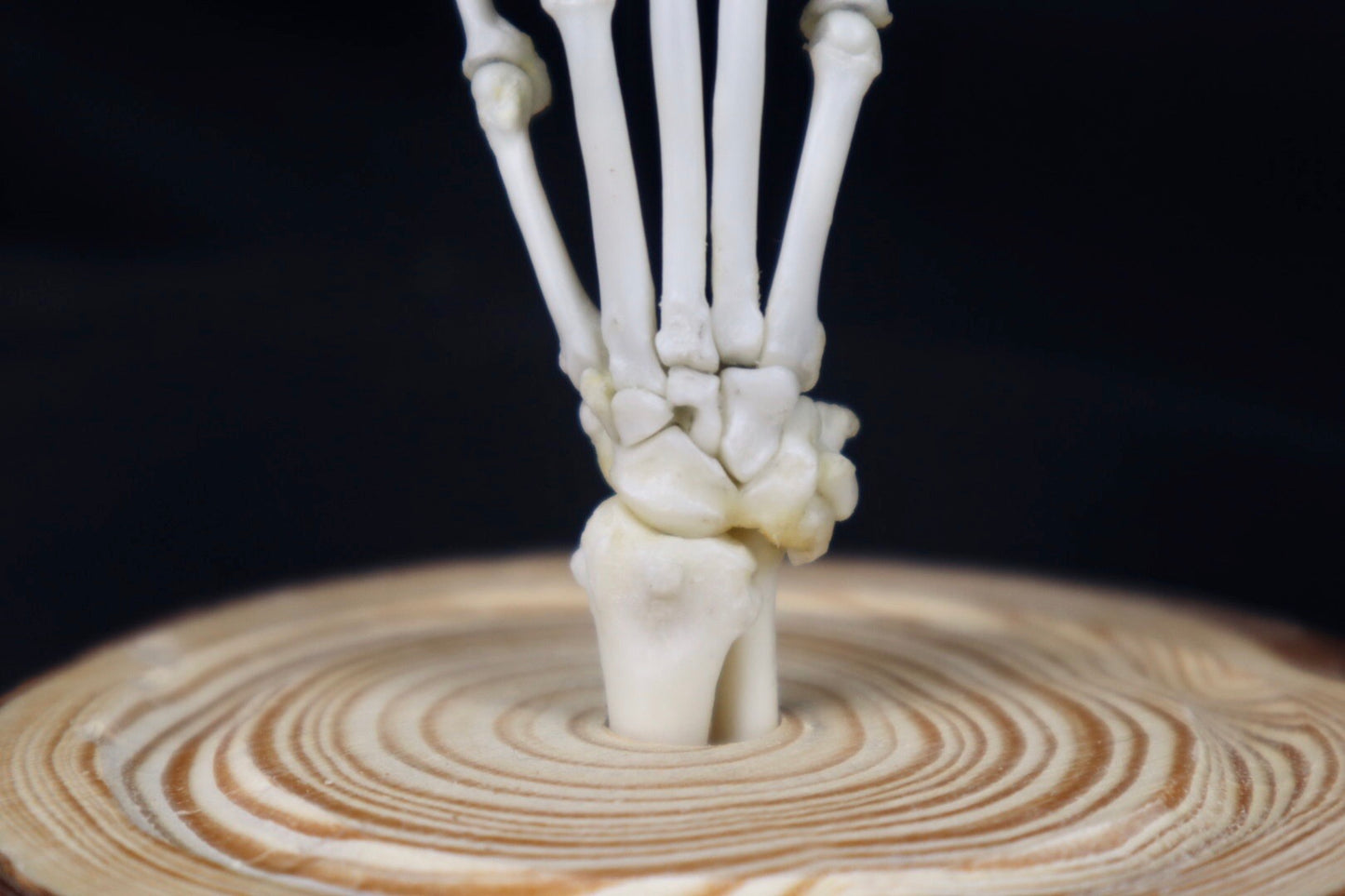 Raccoon Paw Articulation in Glass Dome