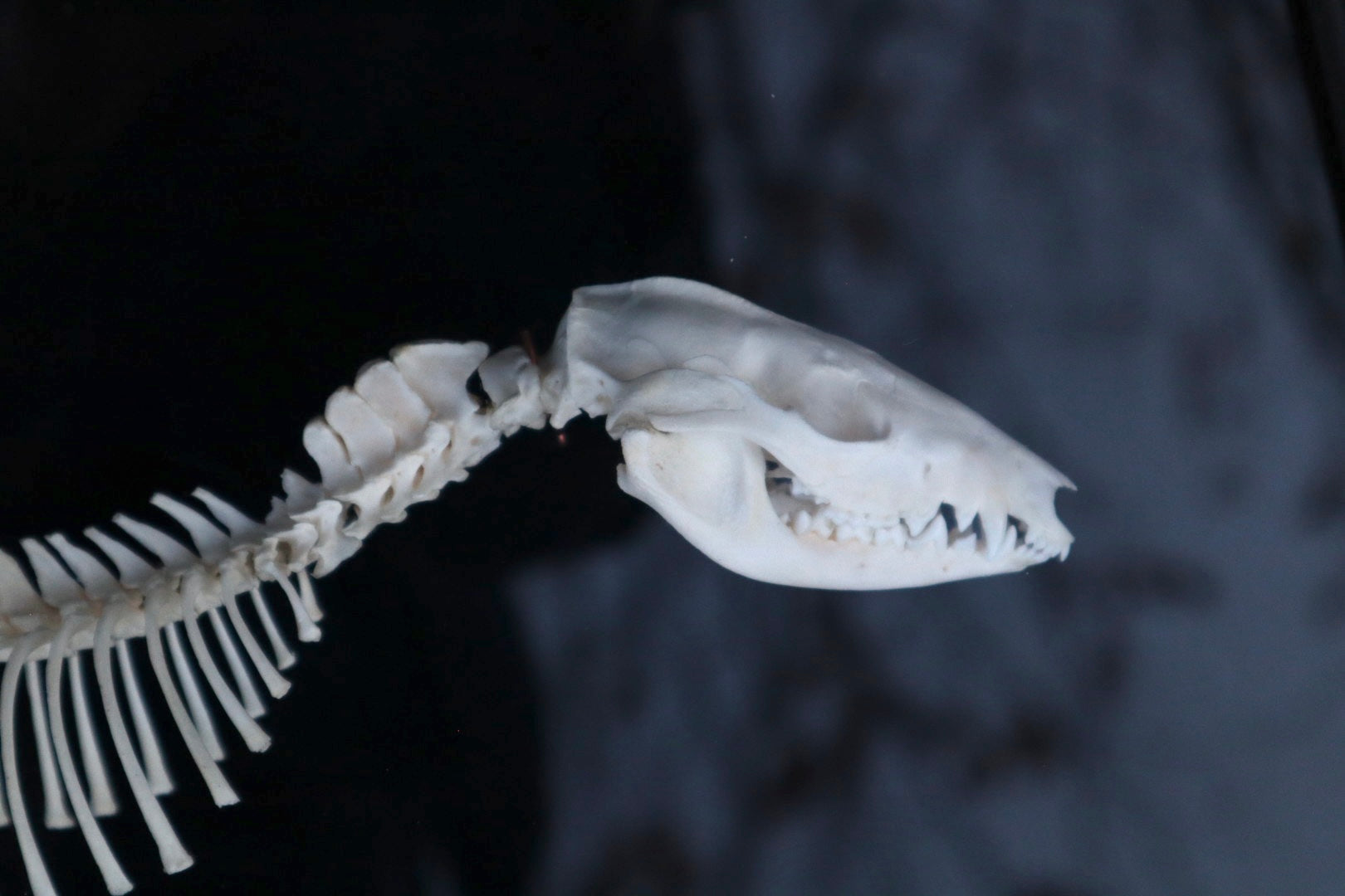 Opossum Joey Partial Skeleton Articulation