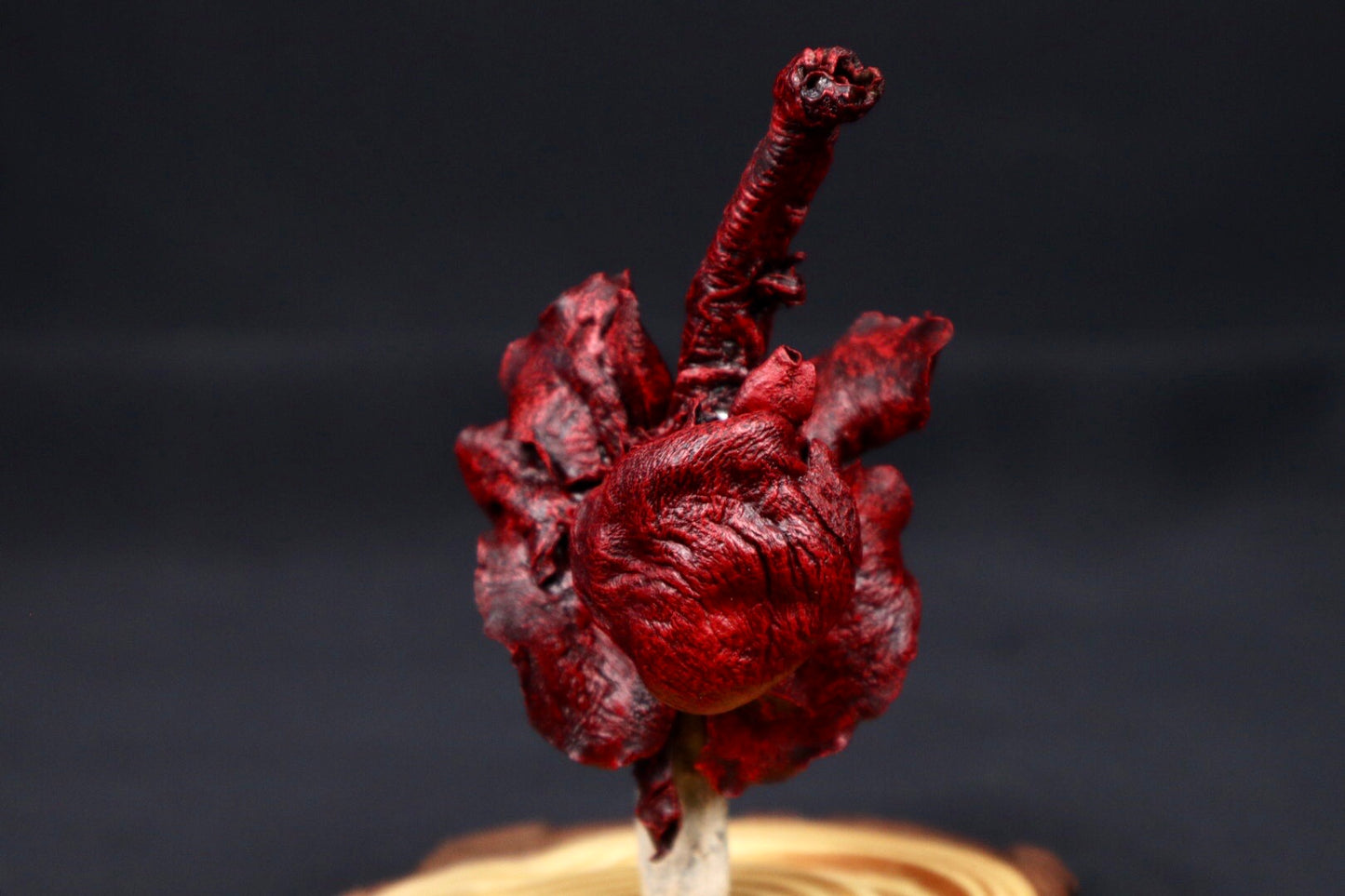 Dry Preserved Red Kangaroo Joey Heart and Lungs in Glass Dome