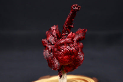 Dry Preserved Red Kangaroo Joey Heart and Lungs in Glass Dome