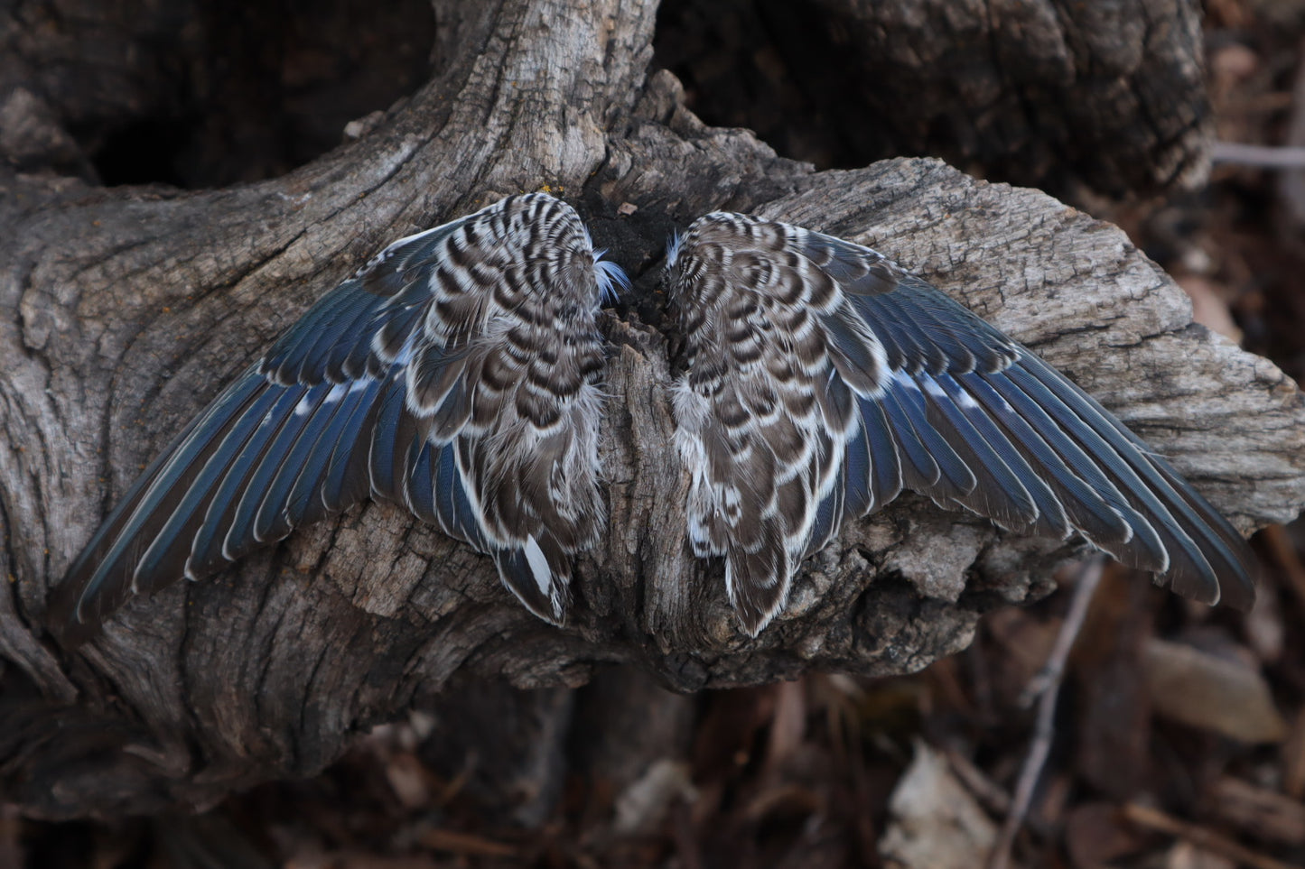 Reserved For Allie - Dry Preserved Parakeet Wings