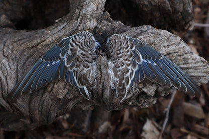 Reserved For Allie - Dry Preserved Parakeet Wings