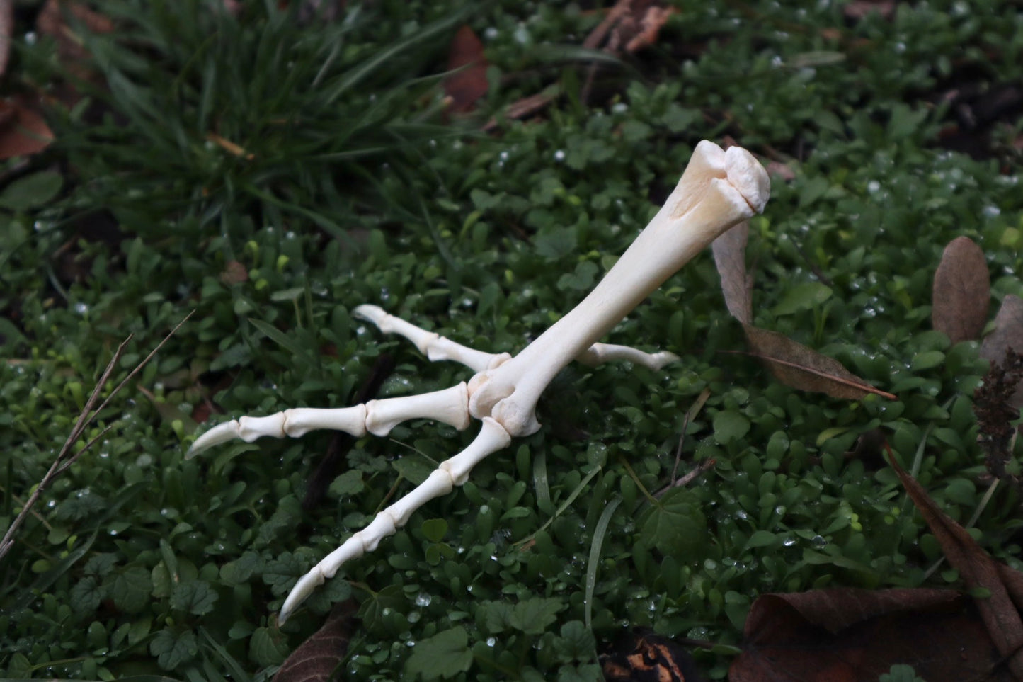 Chicken Foot Articulation