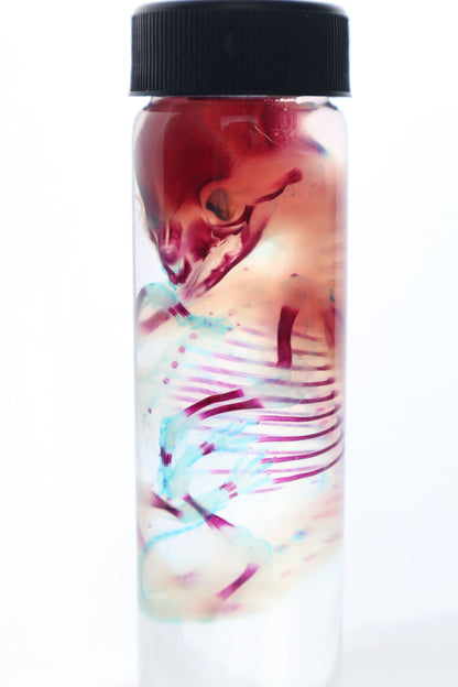 Diaphonized Fetal Coyote Pup