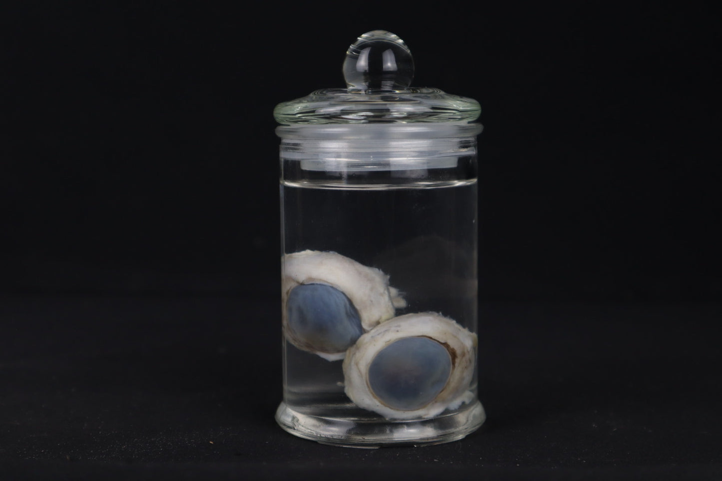 Mountain Lion Eyeballs Wet Specimen