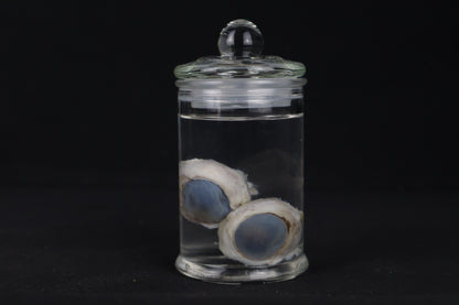 Mountain Lion Eyeballs Wet Specimen
