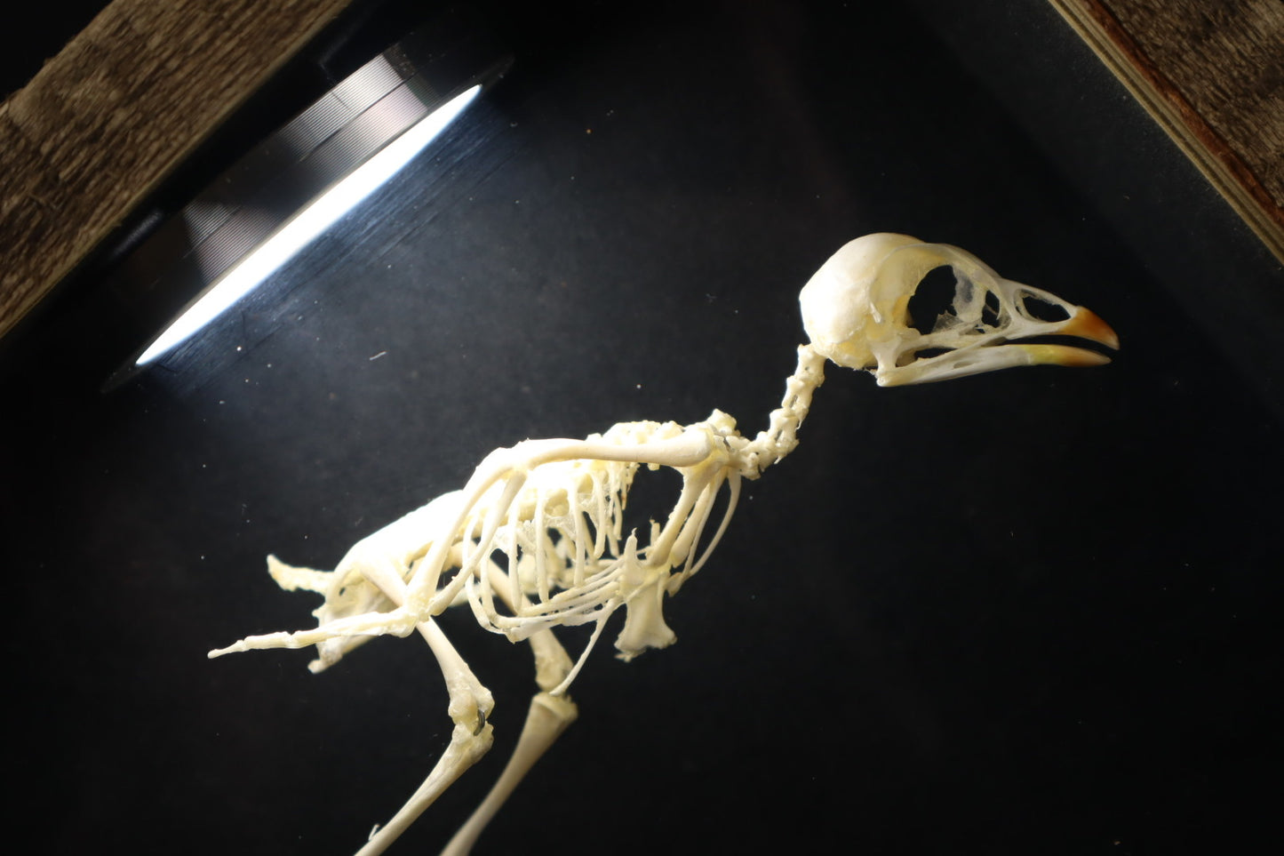 Sub-Adult Chicken Articulation in Glass Display Case