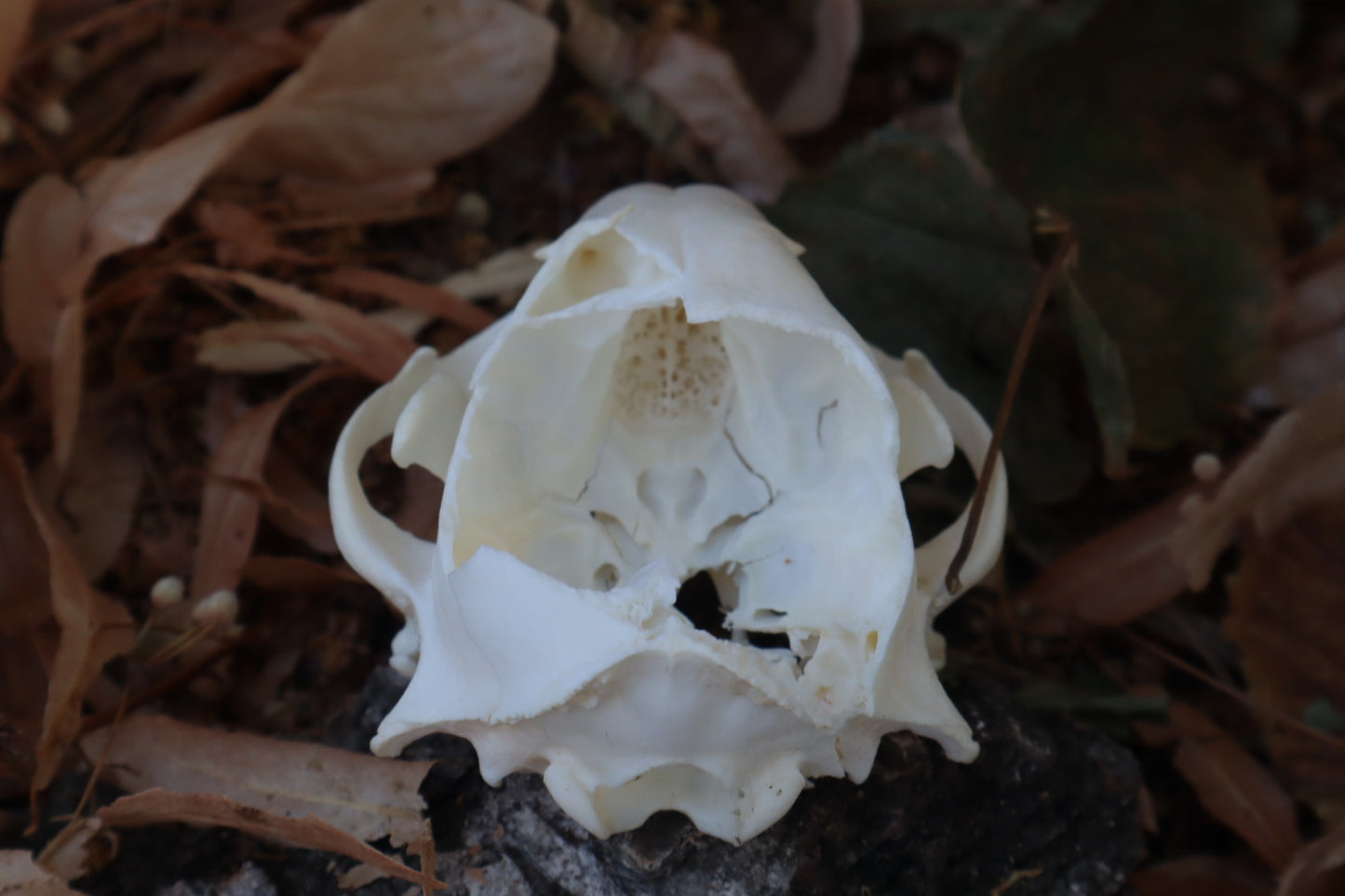 Reserved for Meg - Craft Raccoon Skull
