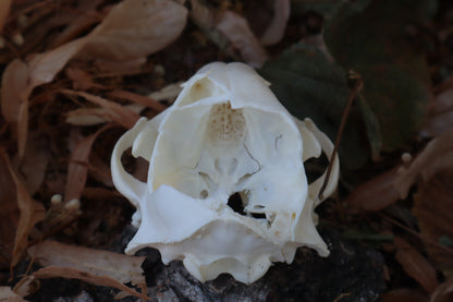 Reserved for Meg - Craft Raccoon Skull