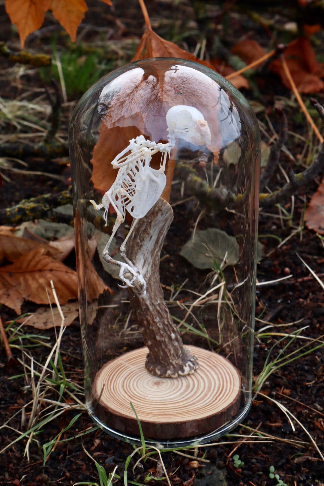 Budgerigar Articulation in Glass Dome