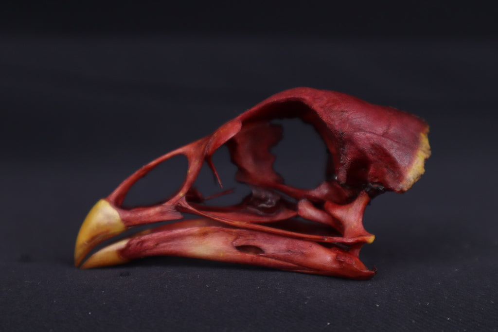 Craft Naturally Stained Chicken Skull