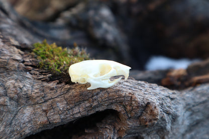 Mouse Skull