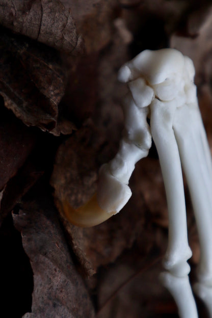 Bobcat Paw Articulation