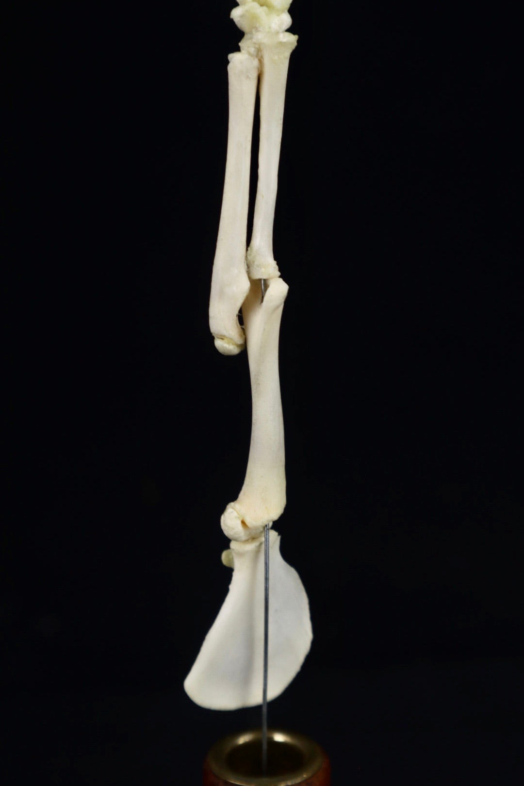 Domestic Kitten Arm Articulation