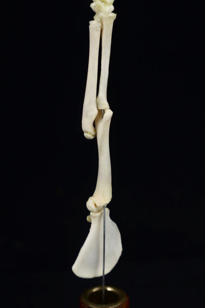 Domestic Kitten Arm Articulation