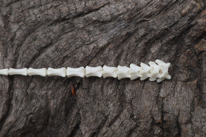 Reserved for Destiny - Kitten Tail Articulation