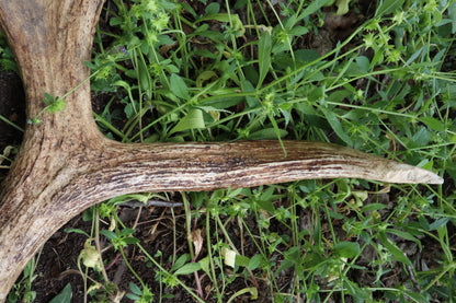 Reserved for Amanda - Naturally Shed Moose Antler