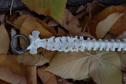 Reserved for Devyn - Bobcat Spinal Column Articulation