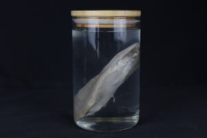 Mountain Lion Tongue Wet Specimen