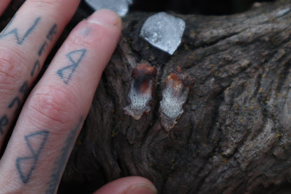 Dry Preserved Kitten Tongue