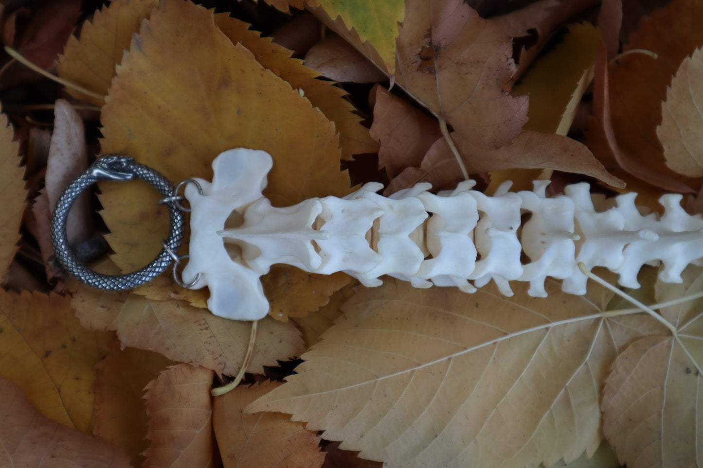 Reserved for Devyn - Bobcat Spinal Column Articulation