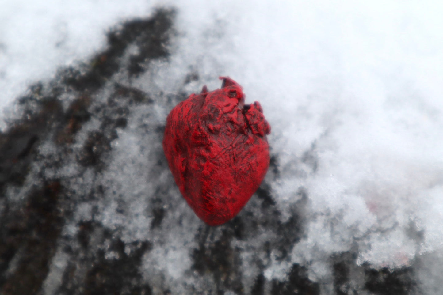 Dry Preserved Kitten Heart and Lungs
