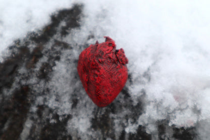 Dry Preserved Kitten Heart and Lungs
