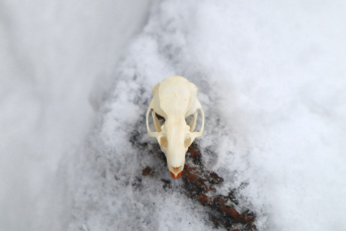 Rat Skull