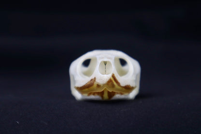 Red Eared Slider Skull