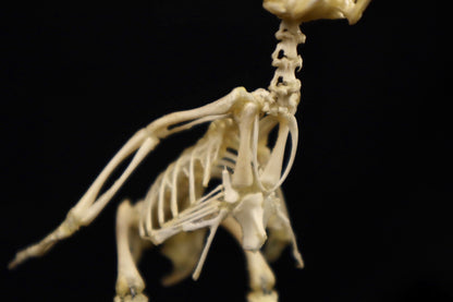 Sub-Adult Chicken Articulation in Glass Display Case