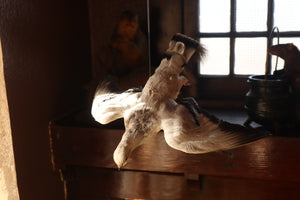 Taxidermy Pigeon