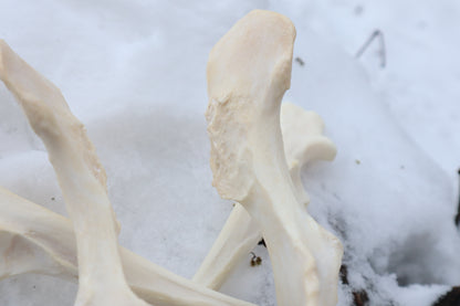 Reserved for Shayne - Gray Wolf Bones