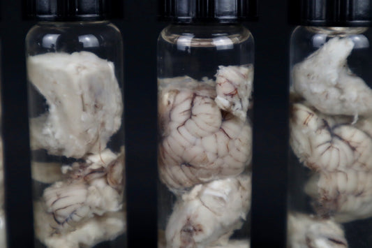 Mountain Lion Brain Bit Wet Specimen