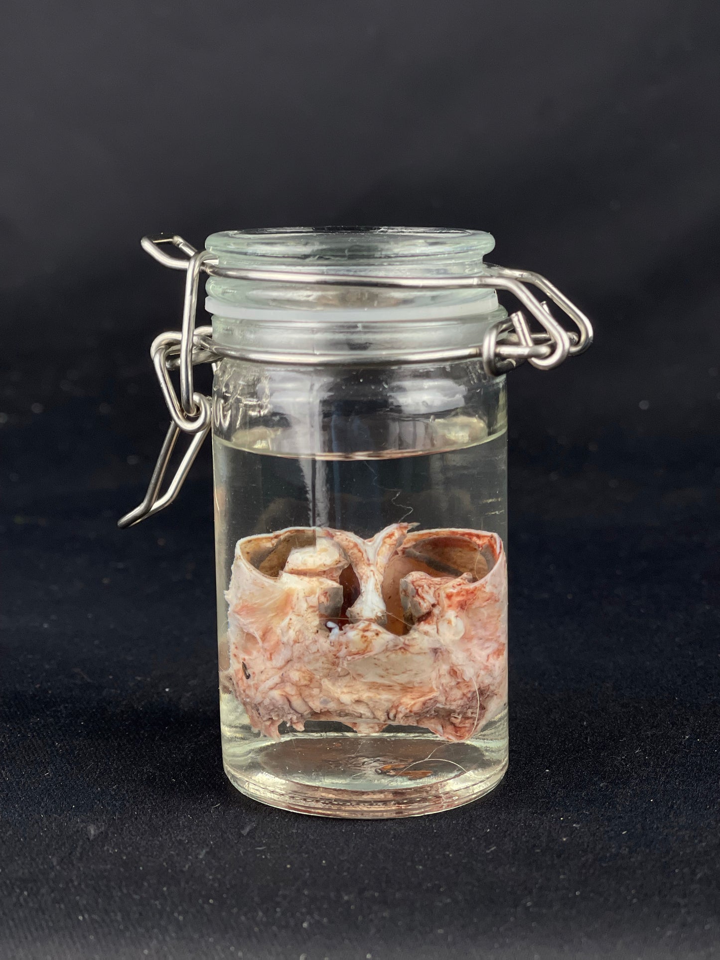 Reserved for Amaranth Arts -  Wet Specimen Gray Wolf Nose Cartilage
